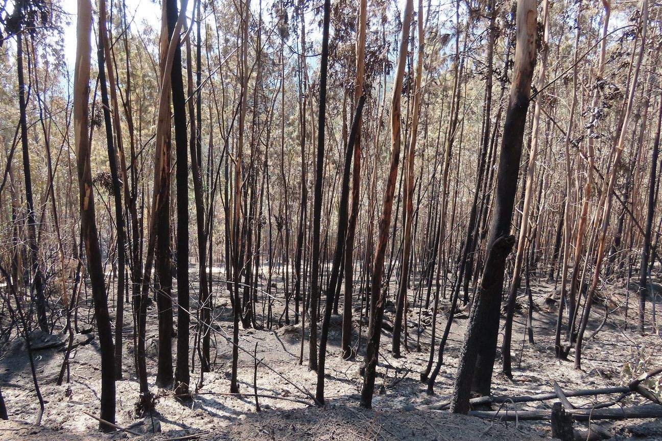 Zona afectada por el incendio en Santa Cristina de Cobres