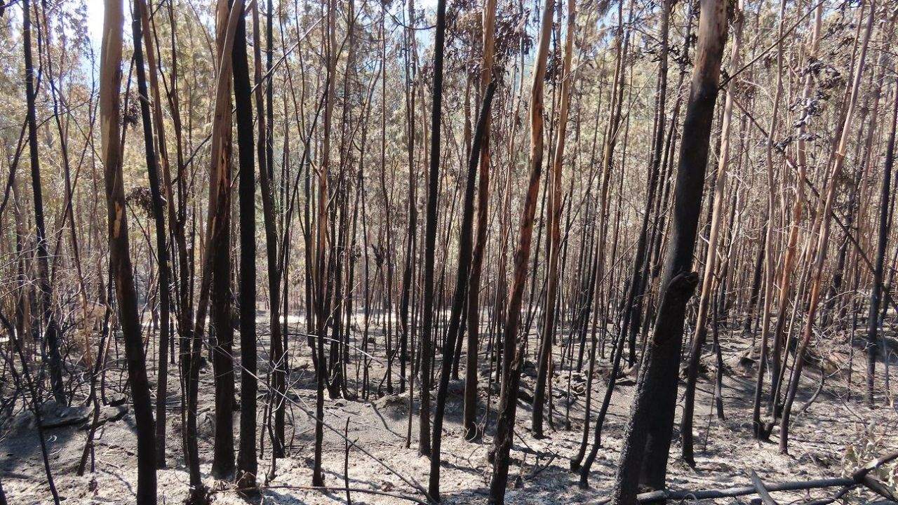 Zona afectada por el incendio en Santa Cristina de Cobres