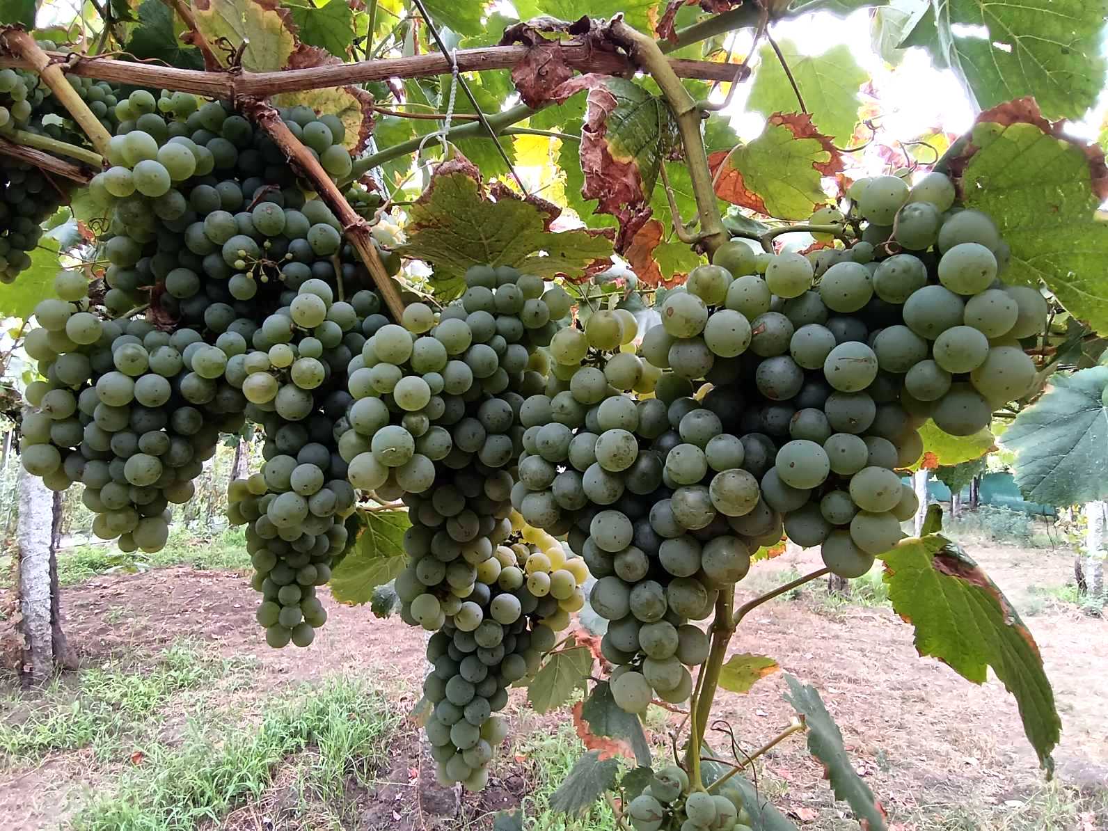 Se espera una vendimia de albariño abundante y sana