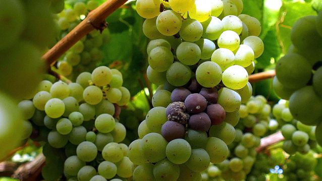 Botrite en acio de albariño