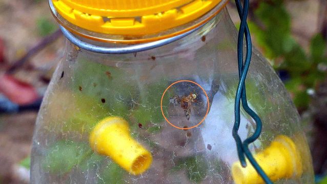 Adulto de Ceratitis capitata no interior da trampa