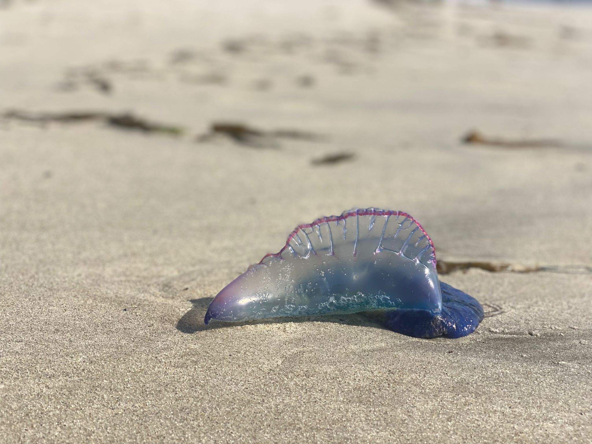 Carabela portuguesa na praia de Major