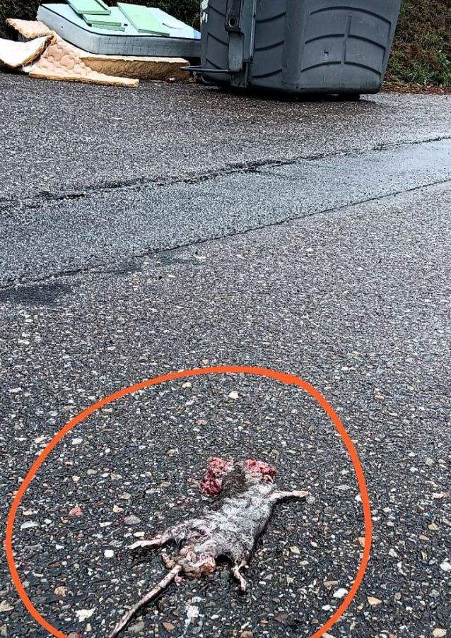 Rata morta, destacada cun círculo, próxima ao contedor en Campañó