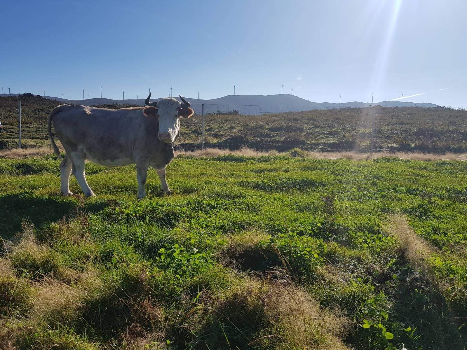 Una vaca en un pastizal de Cerdedo Cotobade