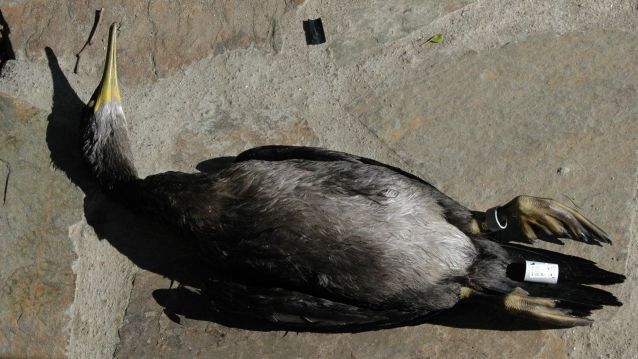 Corvo mariño que pereceu nas redes ilegais Corvo mariño que pereceu nas redes ilegais