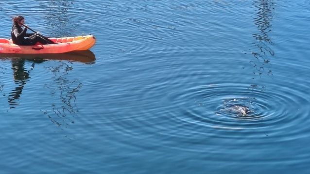 Delfín atrapado no porto de Sanxenxo Delfín atrapado no porto de Sanxenxo