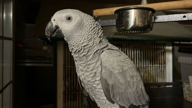 Lola, lora desaparecida en Marcón Lola, lora desaparecida en Marcón