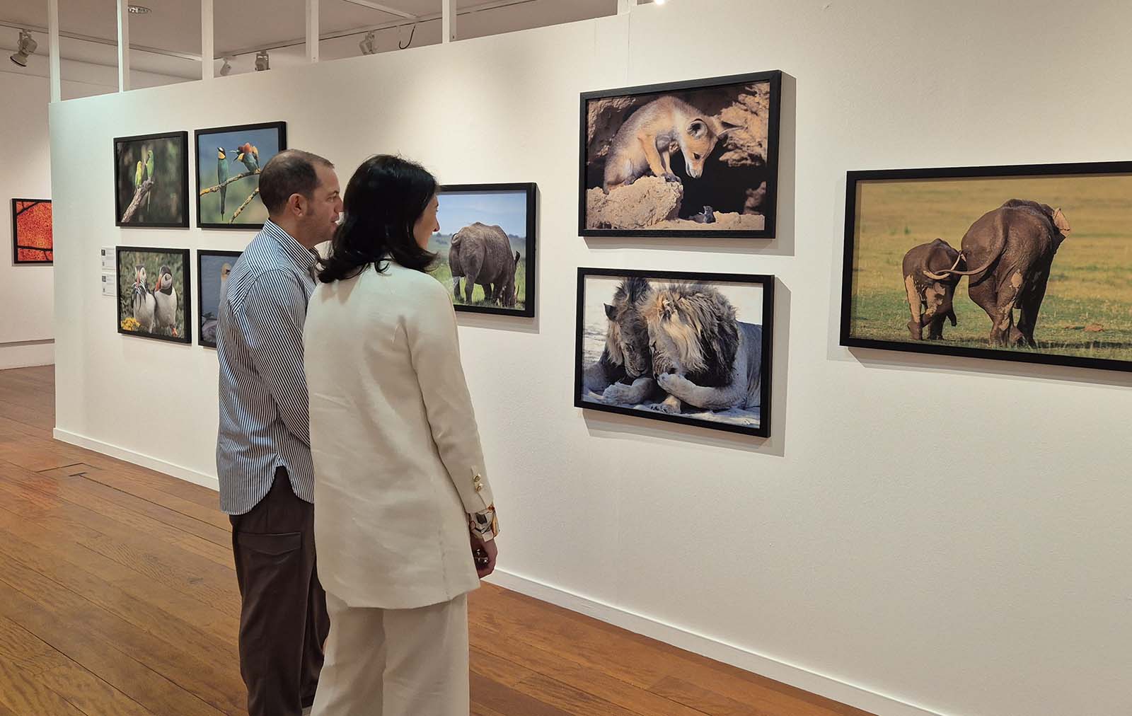 Exposición 'Comedy Wildlife. Premios de fotografía' en el Café Moderno