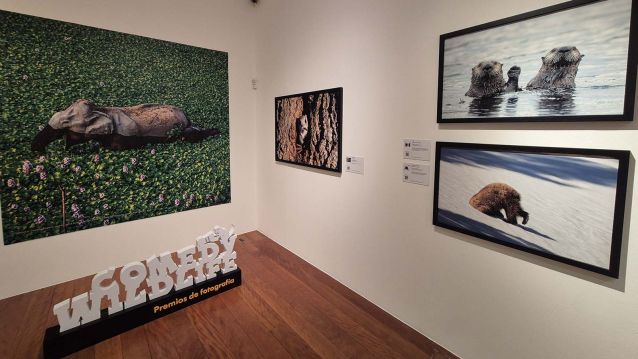 Exposición 'Comedy Wildlife. Premios de fotografía' en el Café Moderno