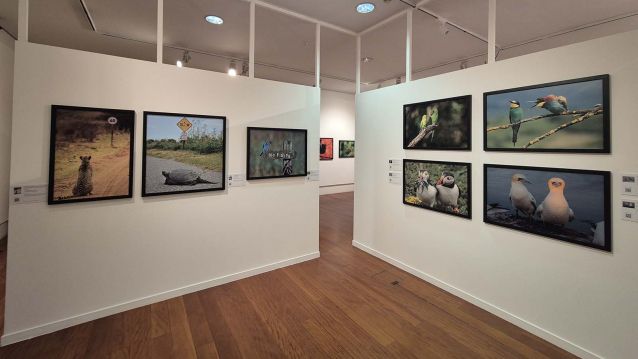 Exposición 'Comedy Wildlife. Premios de fotografía' en el Café Moderno