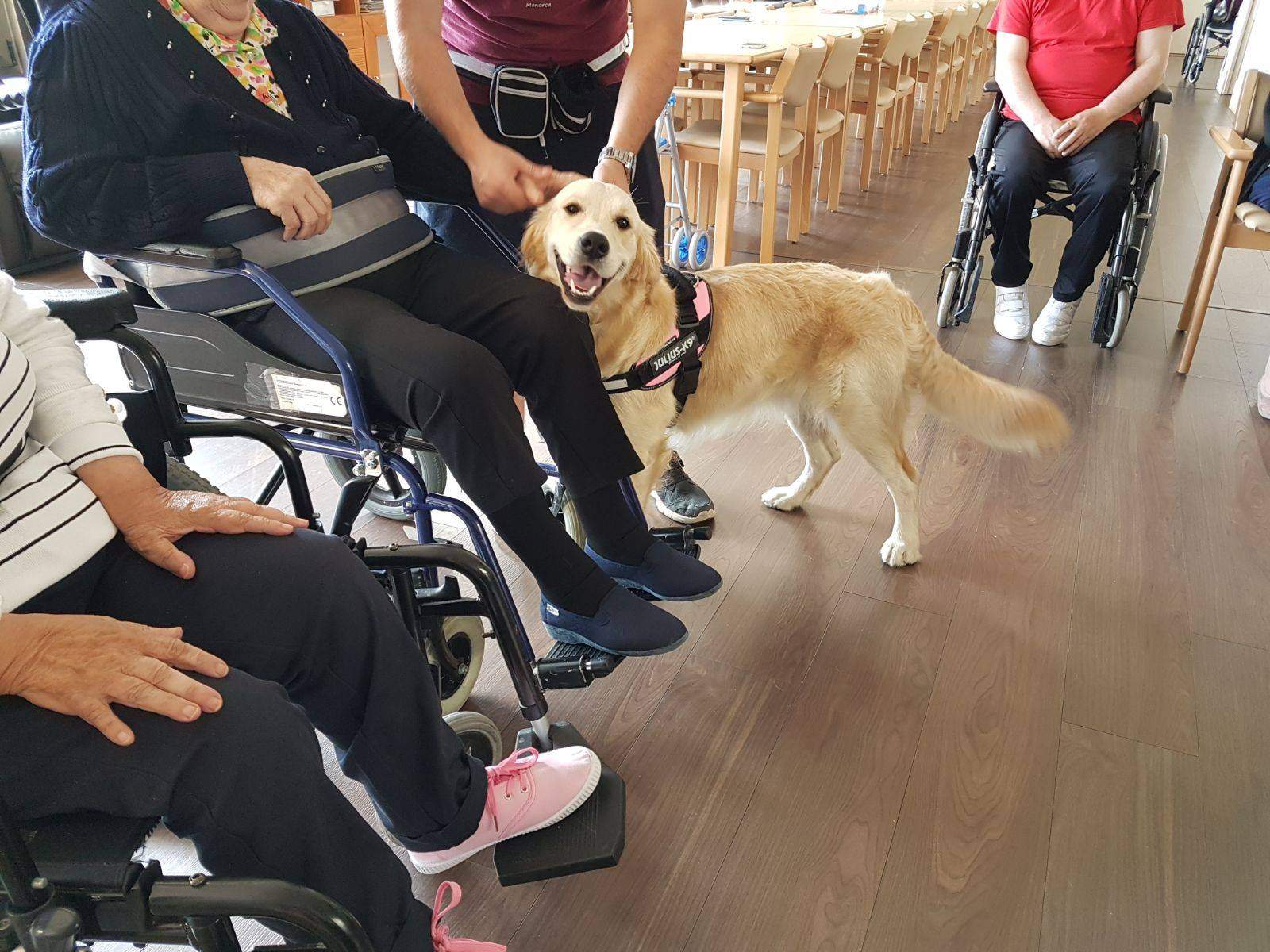 Terapia asistida con cans