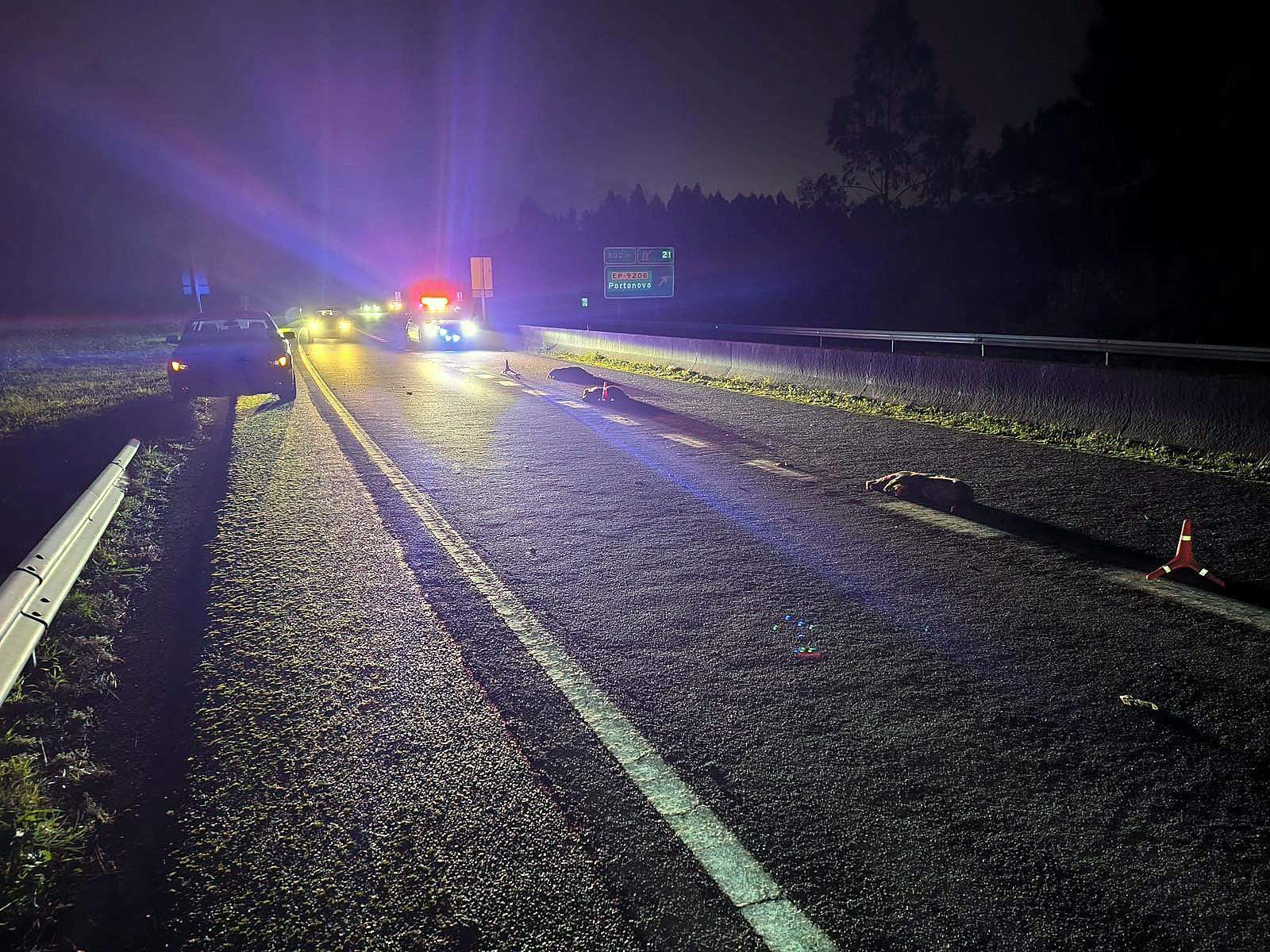 Accidente por la presencia de cinco jabalíes