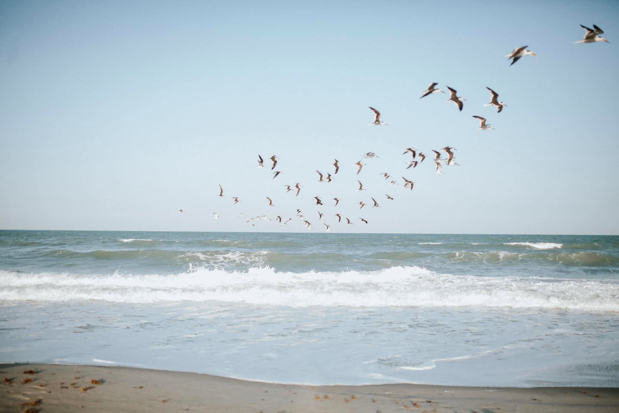 Gaviotas sobre el mar en una praya de Sanxenxo