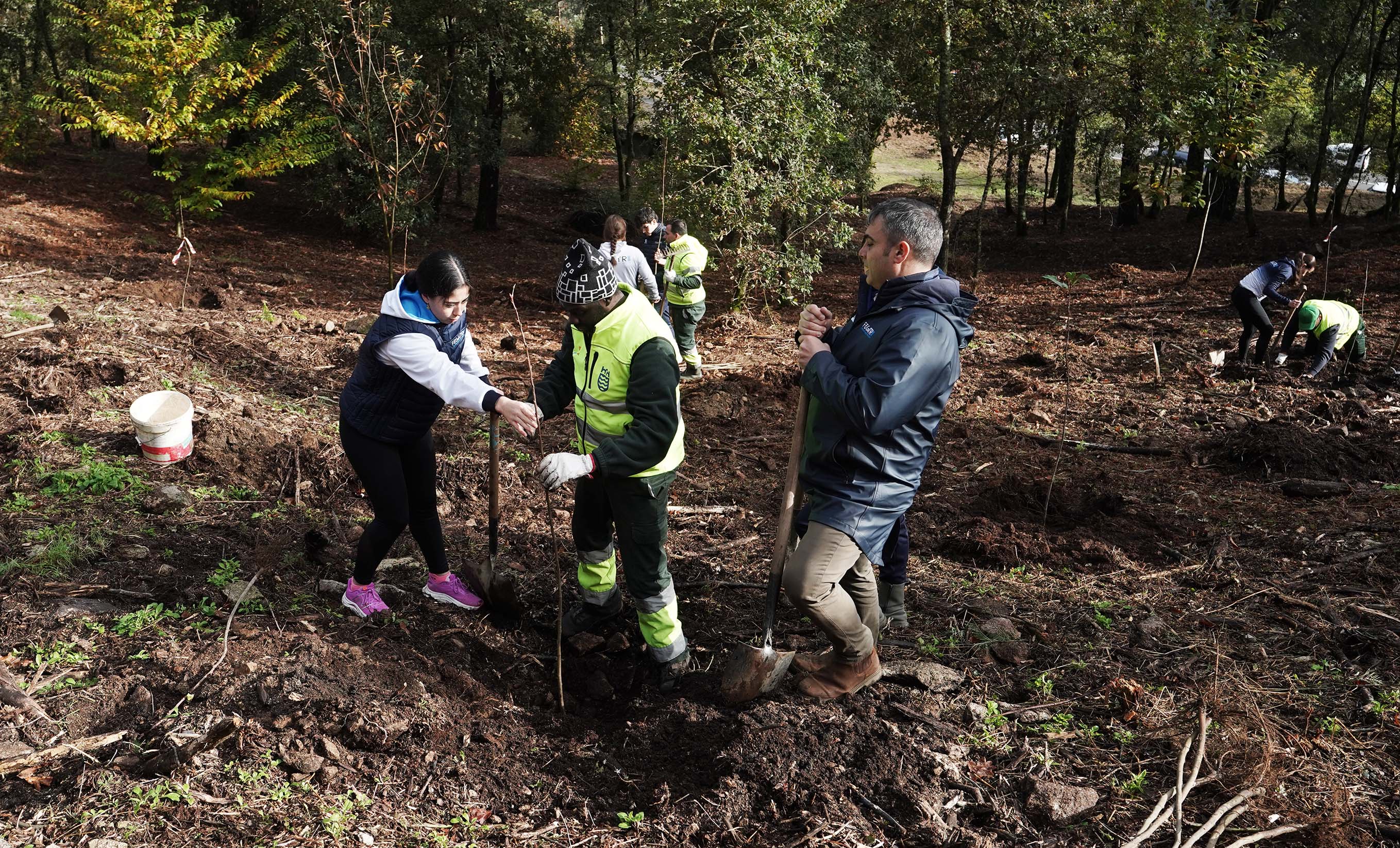 A organización do Multisport realiza unha plantación de castiñeiros na Tomba