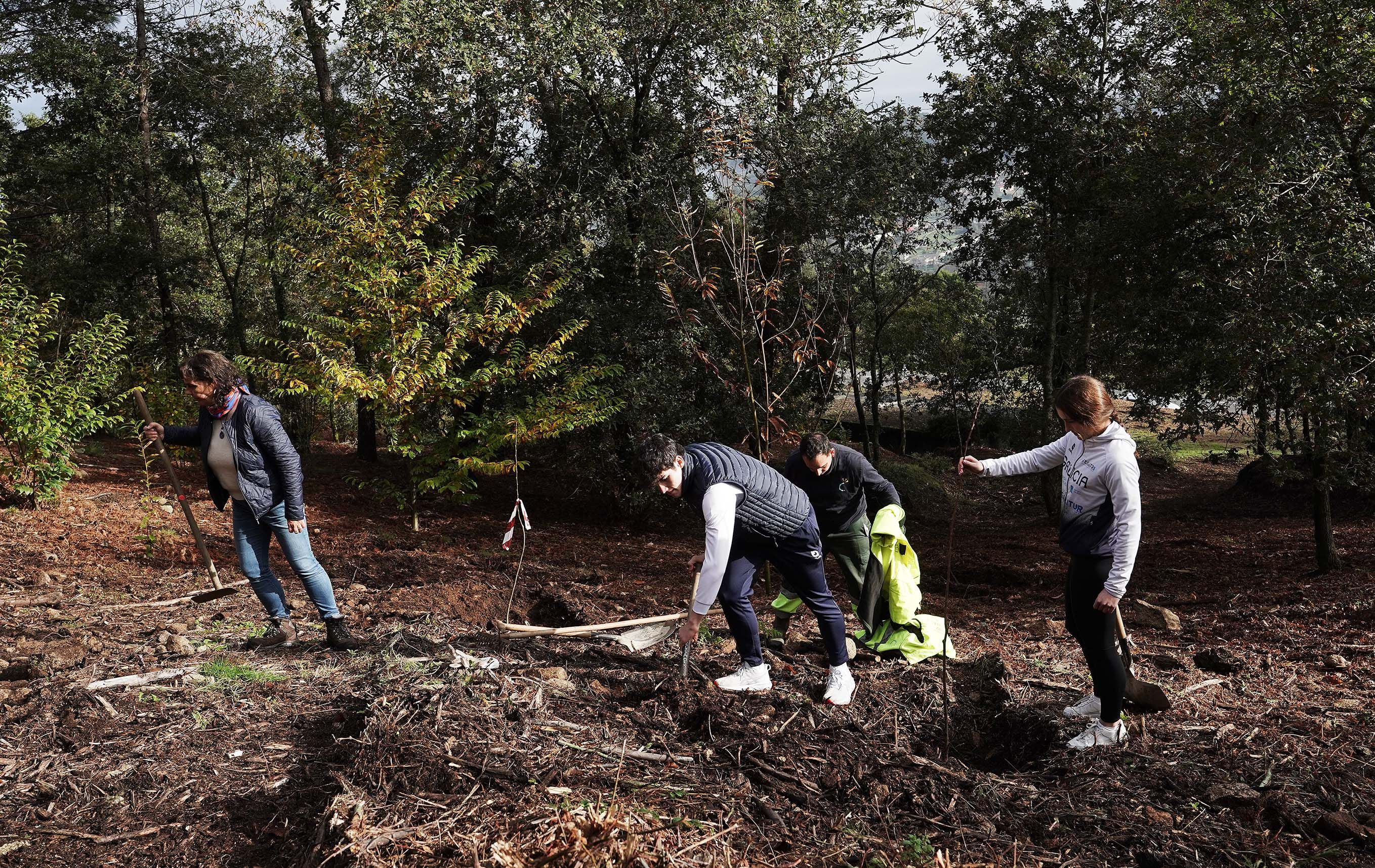 A organización do Multisport realiza unha plantación de castiñeiros na Tomba