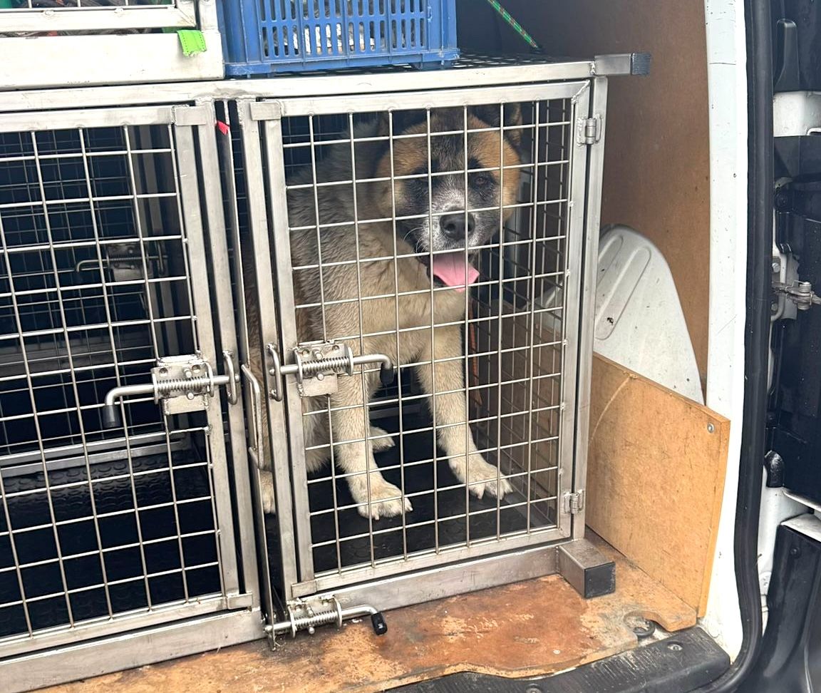 Perro de raza potencialmente peligrosa recogido en Portonovo tras morder a dos personas