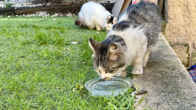 Un gato nunha das colonias felinas de Marín