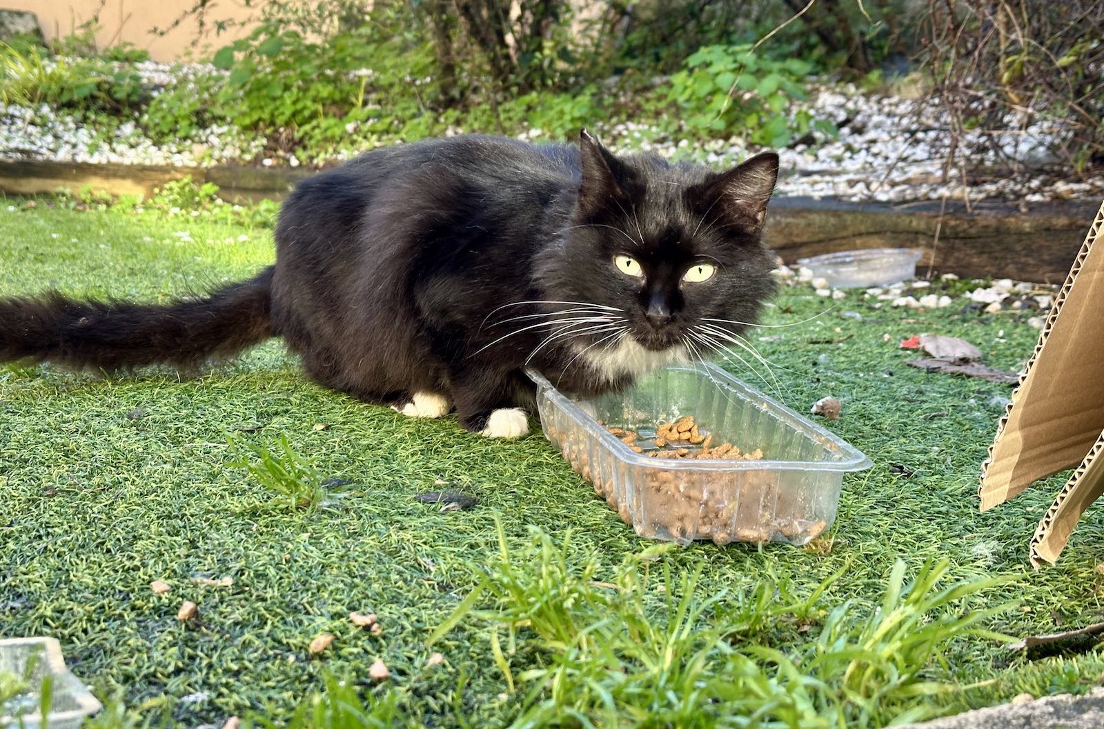 Un gato en una de las colonias felinas de Marín