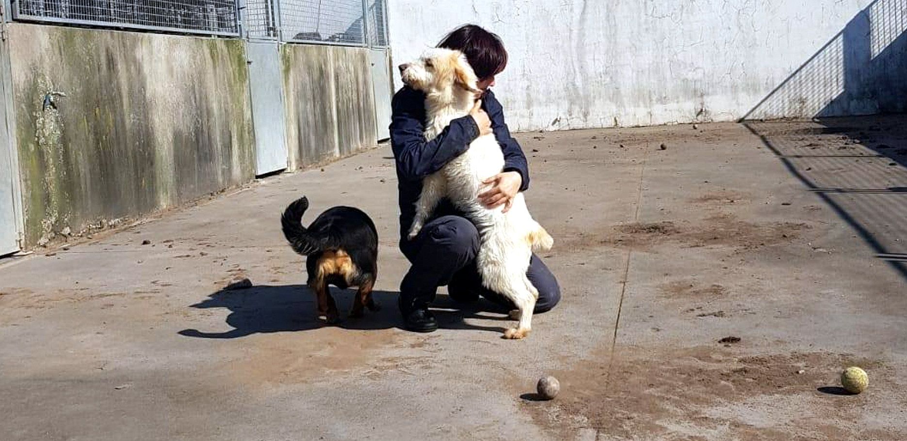 Protectora de animales de Vilagarcía de Arousa