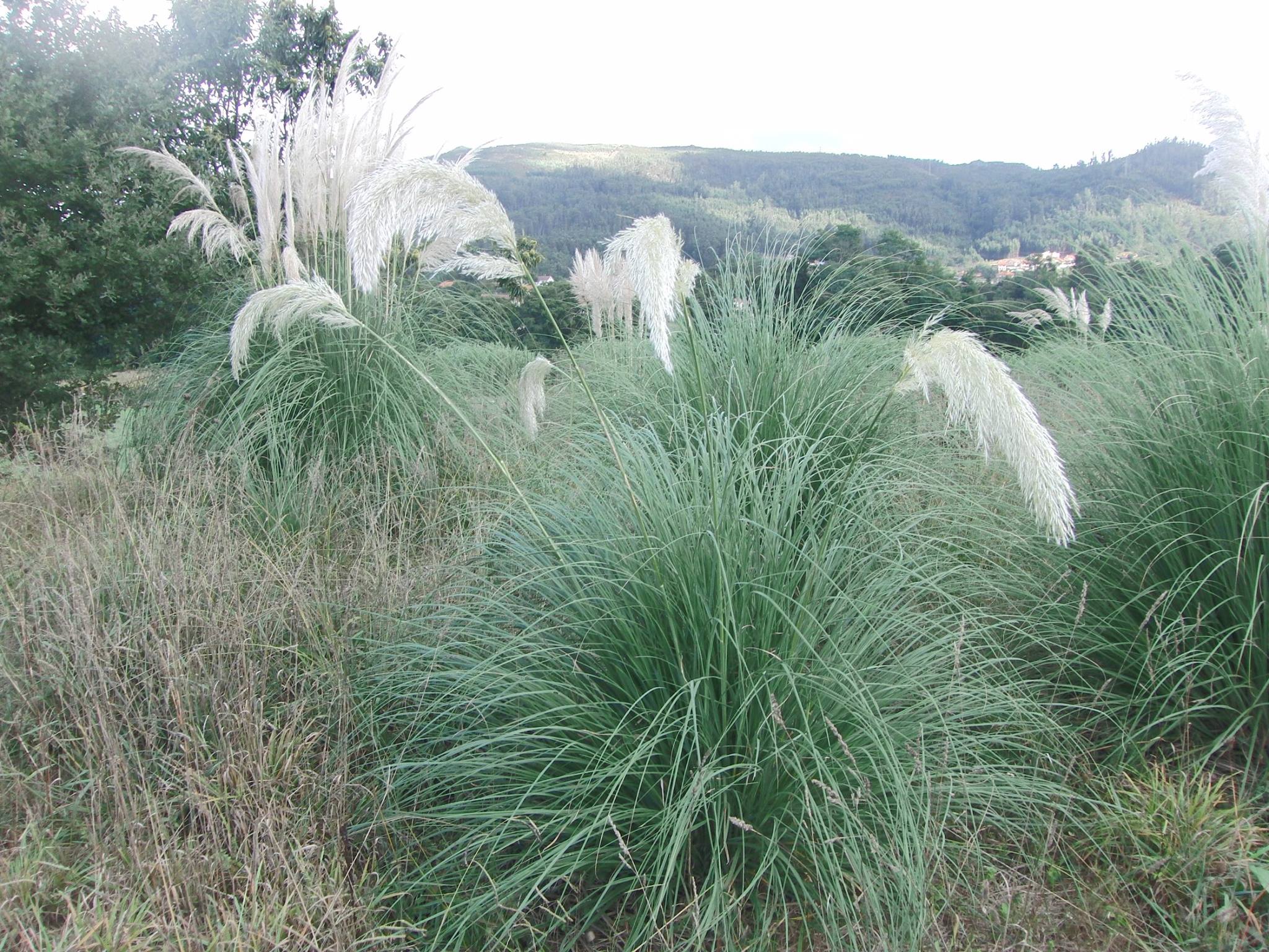 Hierba de la pampa
