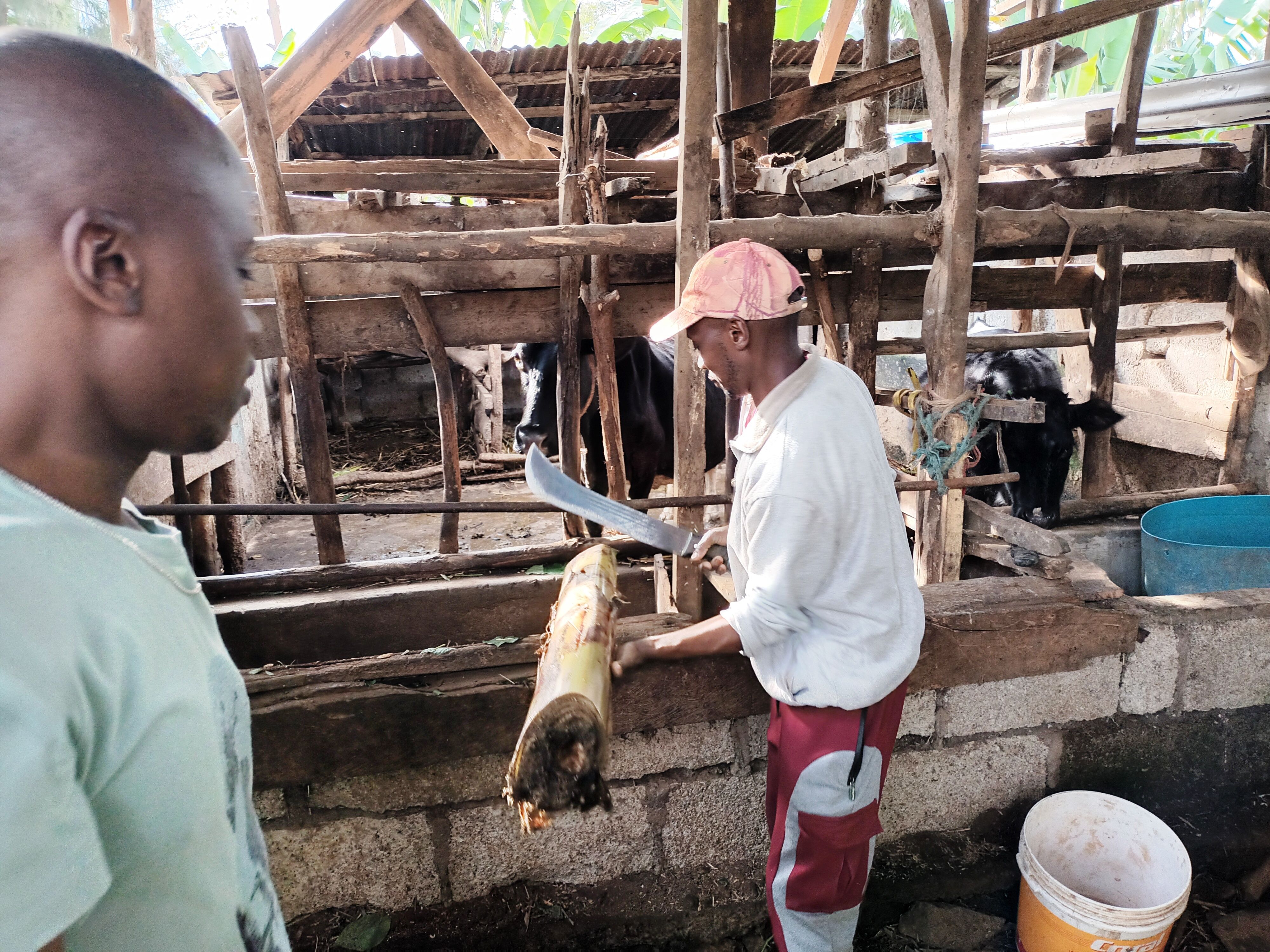 Mulala, corte das vacas de Mama Anna