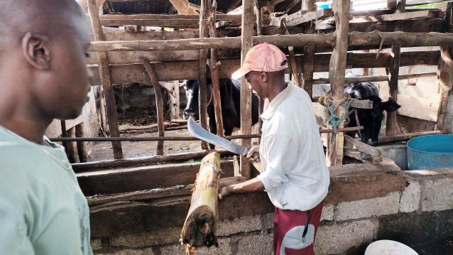 Mulala, corte das vacas de Mama Anna