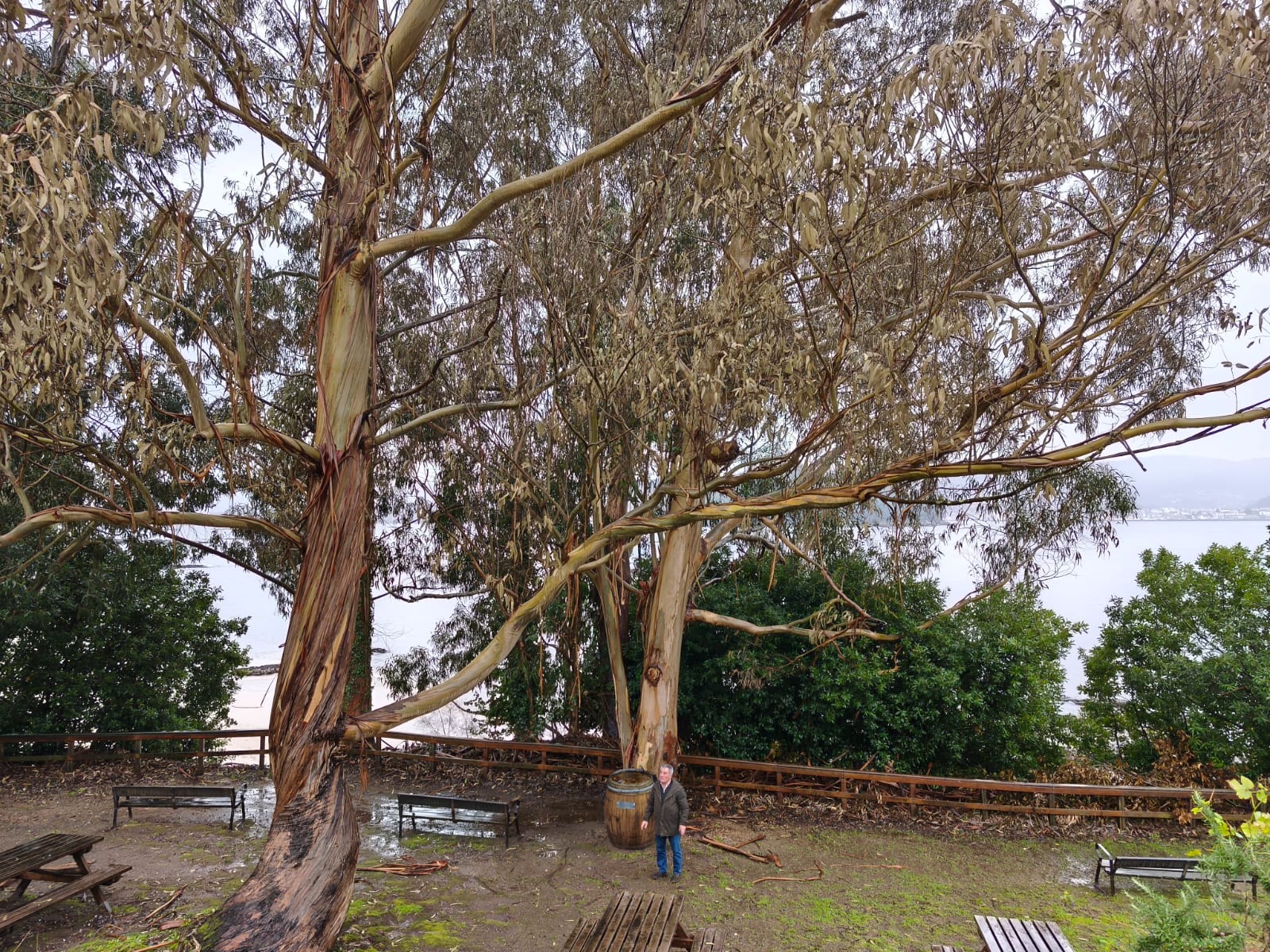 Árbol del mirador de Chancelas