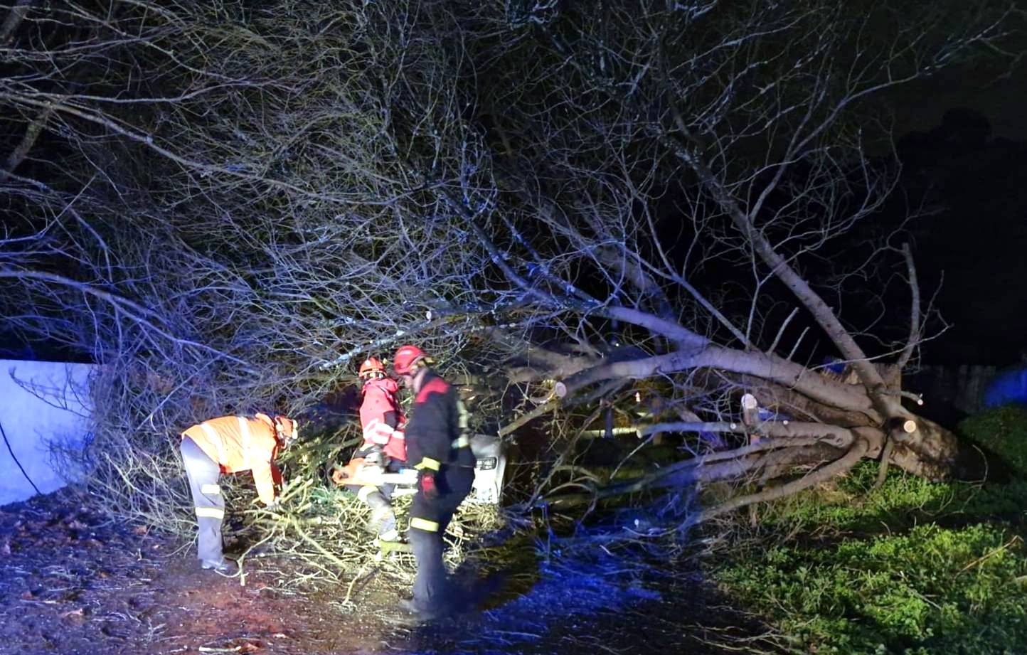 Árbore derrubada polo vento en Raxó durante esta noite