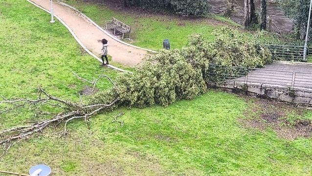 Árbol caído en el paseo del Gafos