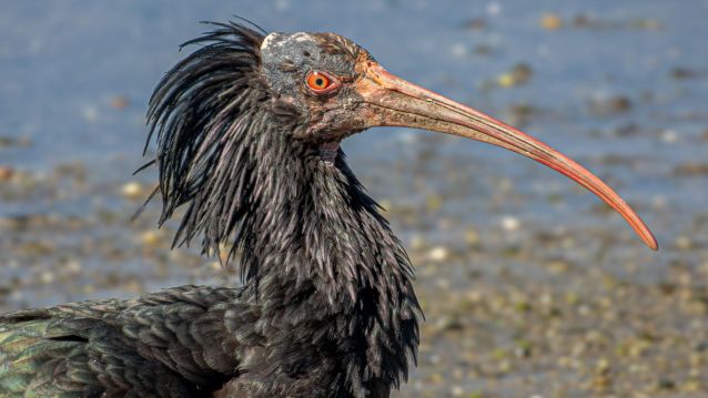 Ibis eremita