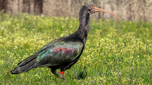 Ibis eremita Aida García