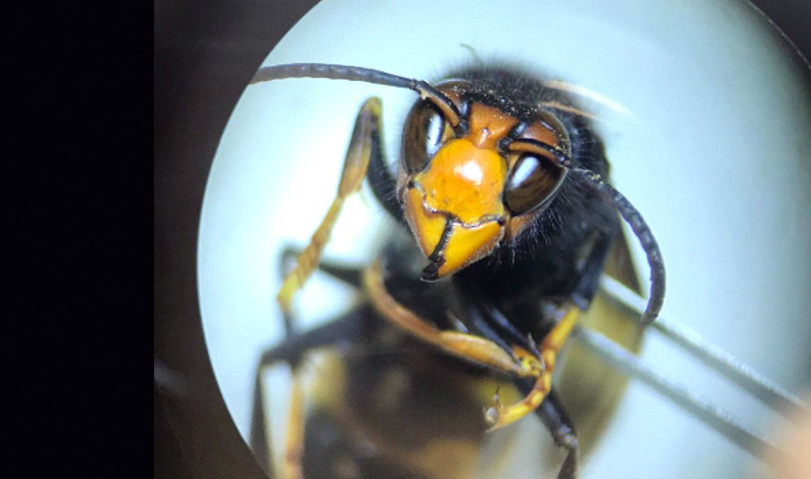 Avispa velutina
