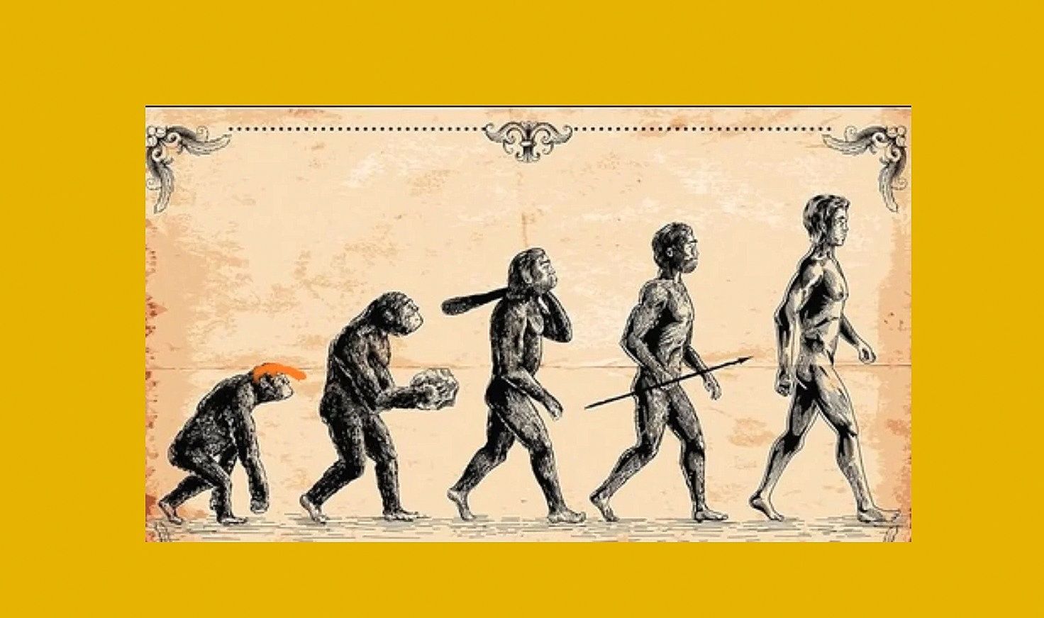 Antepasado na evolución humana