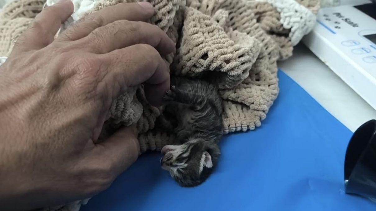 Gatos abandonados en Padriñán