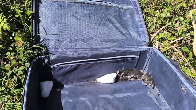 Gatos abandonados en Padriñán Gatos abandonados en Padriñán