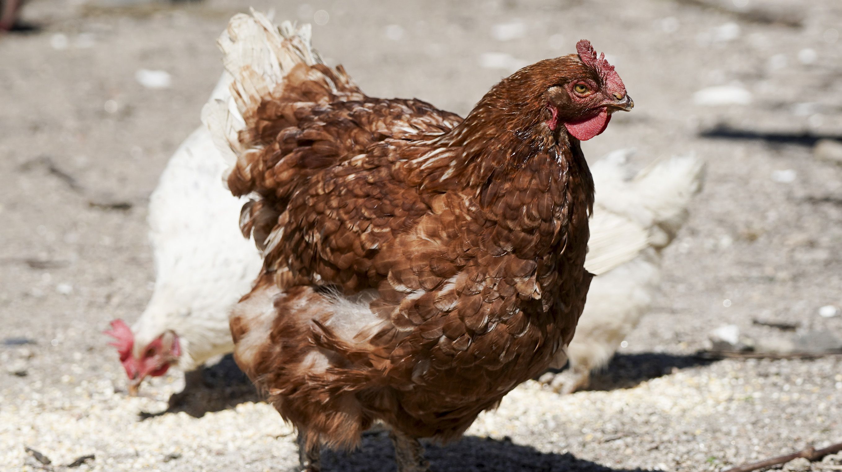 Gallinas