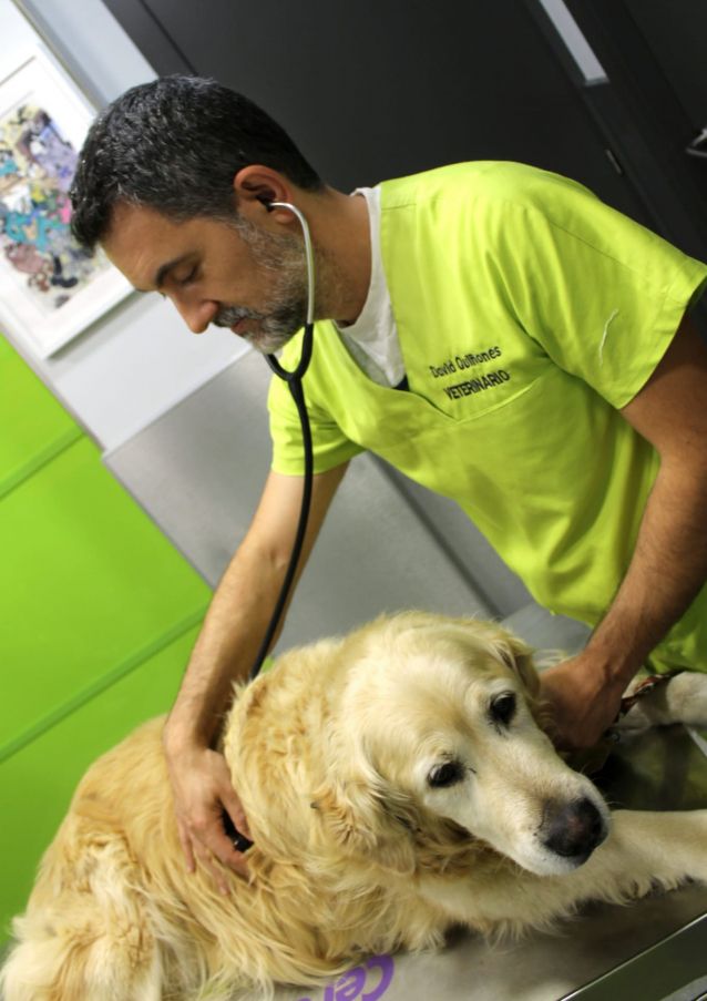O veterinario David Quiñones atende un can