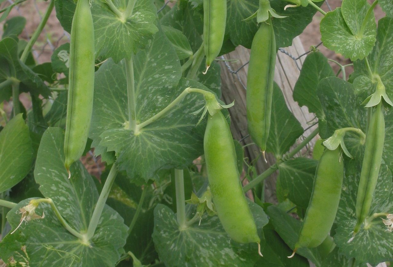 Chícharos verdes en vaina