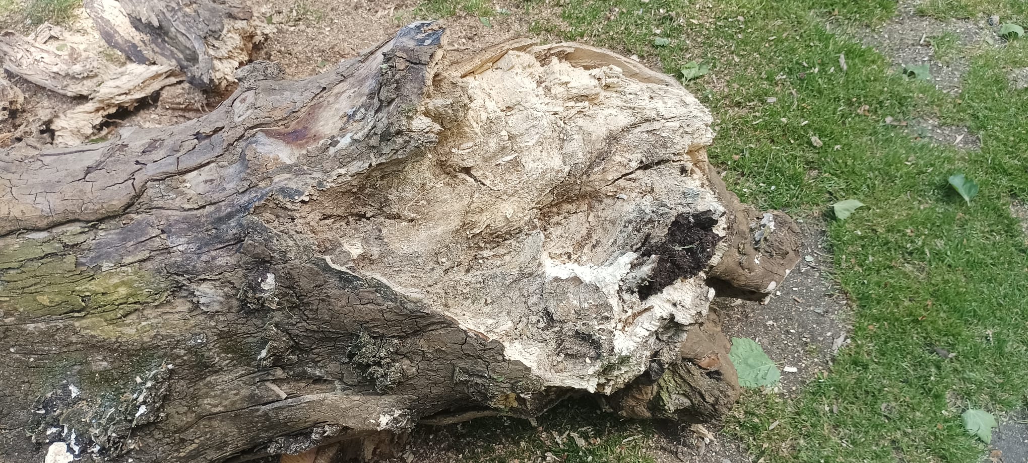 Tocón dun dos plátanos da Alameda