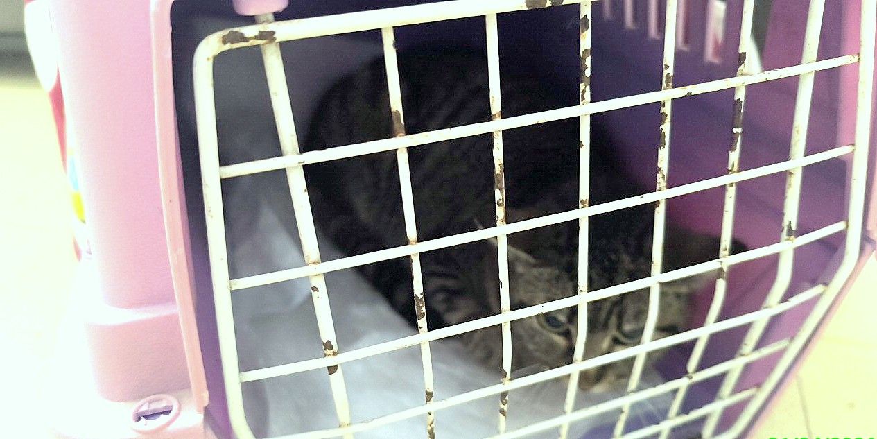 El gato dentro del transportín en el que fue abandonado