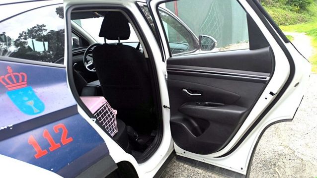 O gato foi trasladado ao CAAN pola Policía Local de Sanxenxo O gato foi trasladado ao CAAN pola Policía Local de Sanxenxo