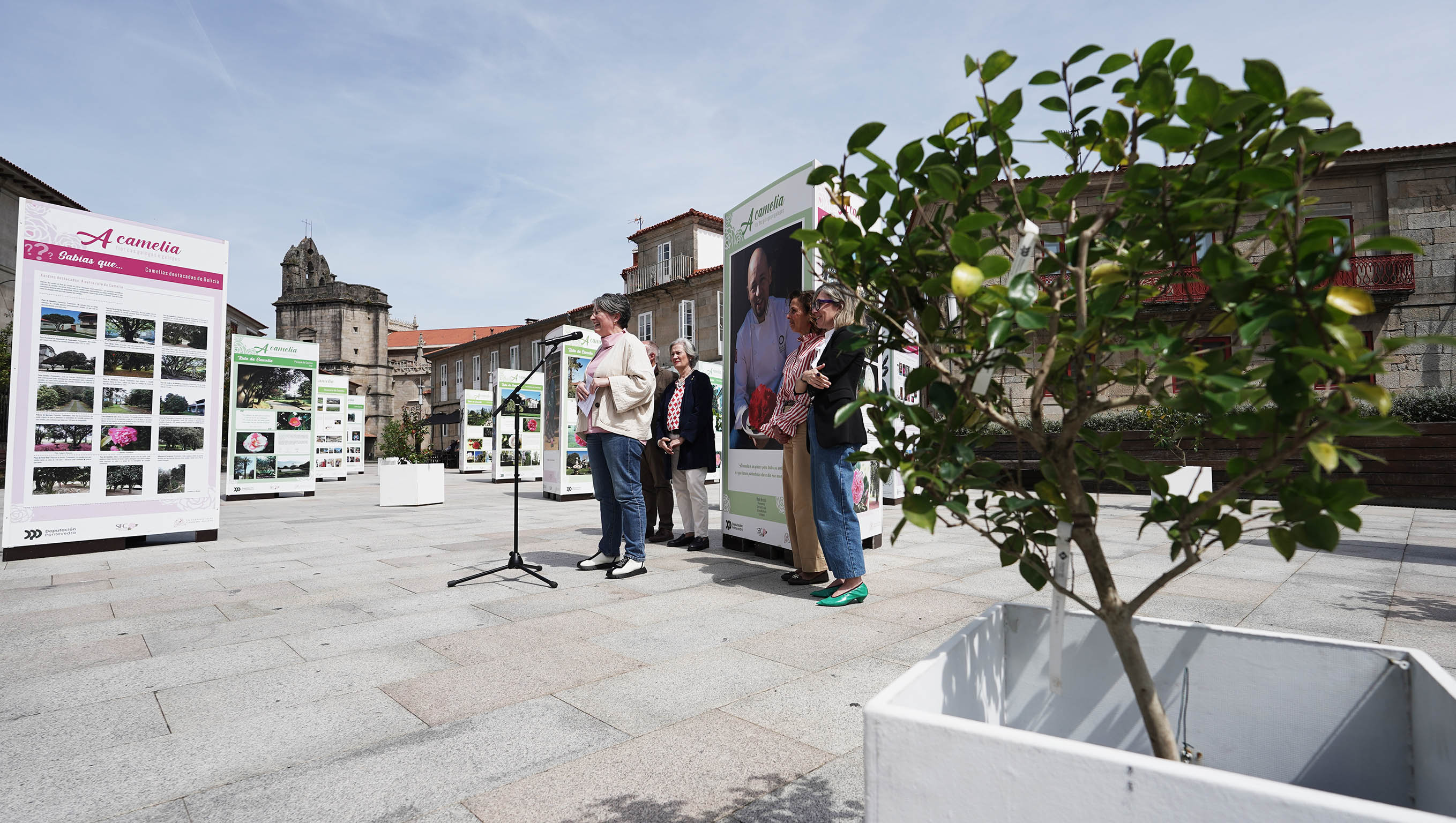 Exposición "A camelia flor de galegas e galegos" Exposición "A camelia flor de galegas e galegos"