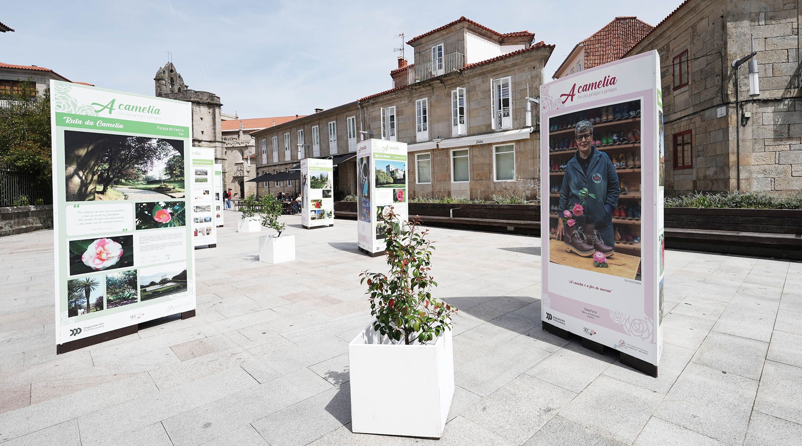 Exposición "A camelia flor de galegas e galegos" Exposición "A camelia flor de galegas e galegos"