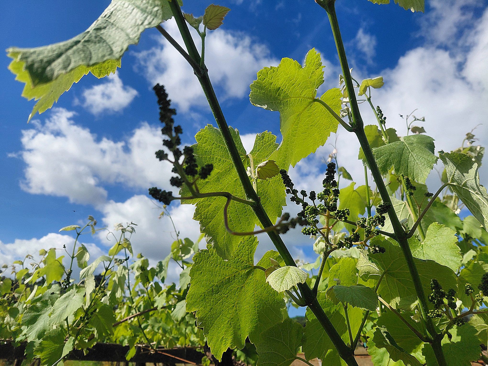 Botóns florais separados en planta de albariño