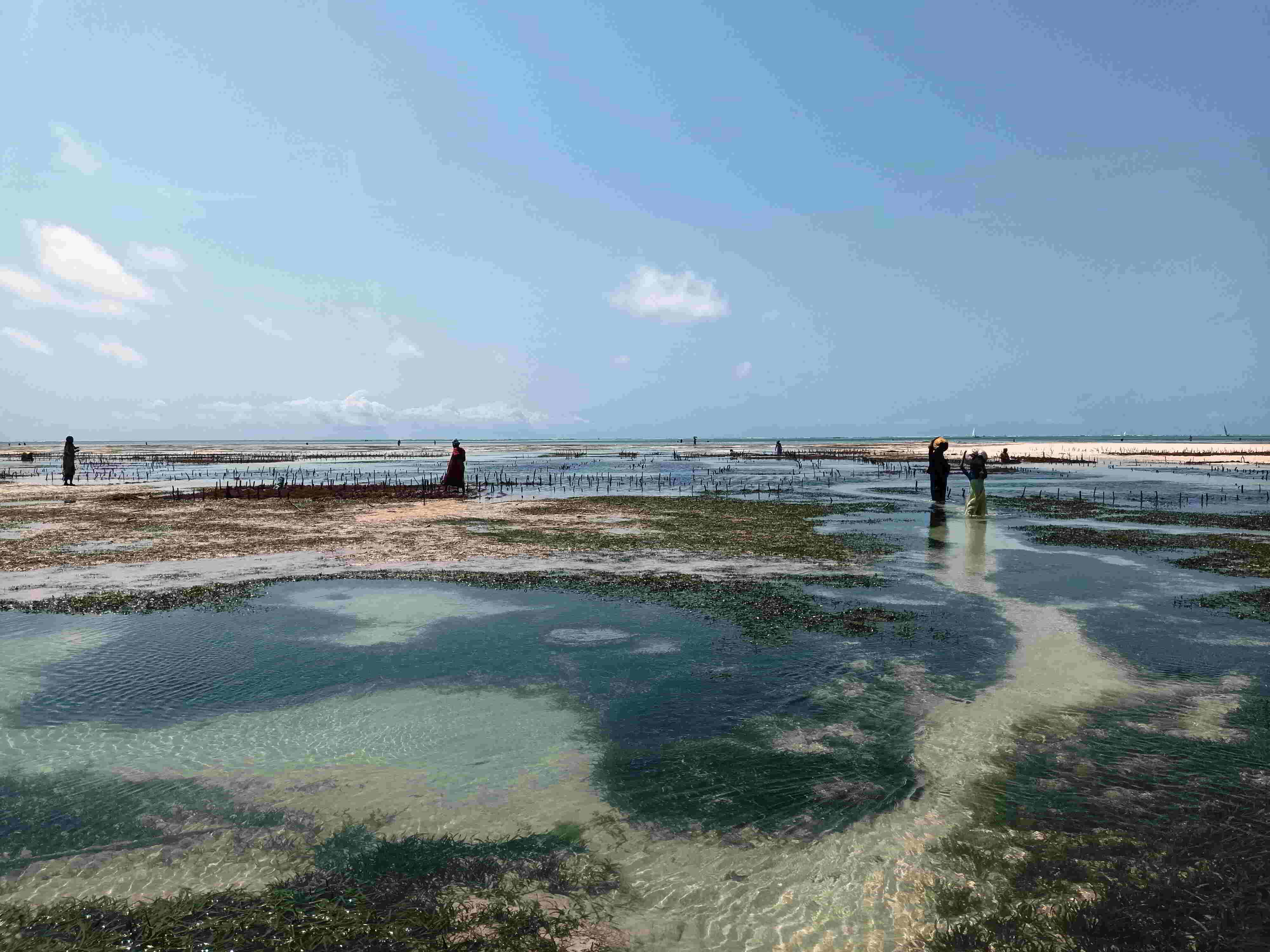 Parcelas de cultivo de algas na praia de Kae Parcelas de cultivo de algas na praia de Kae