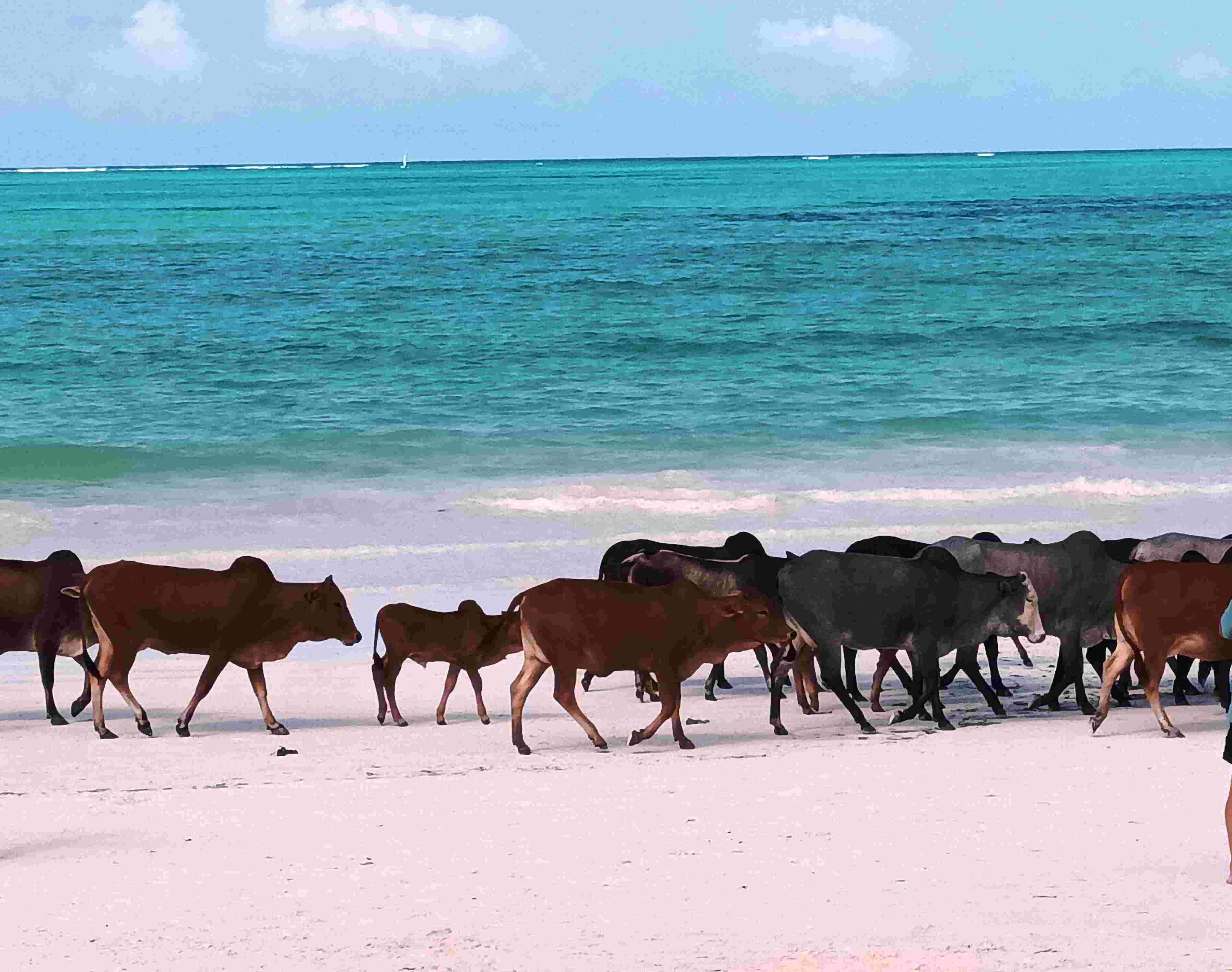 Pastoreo de vacas na praia (2) Pastoreo de vacas na praia (2)