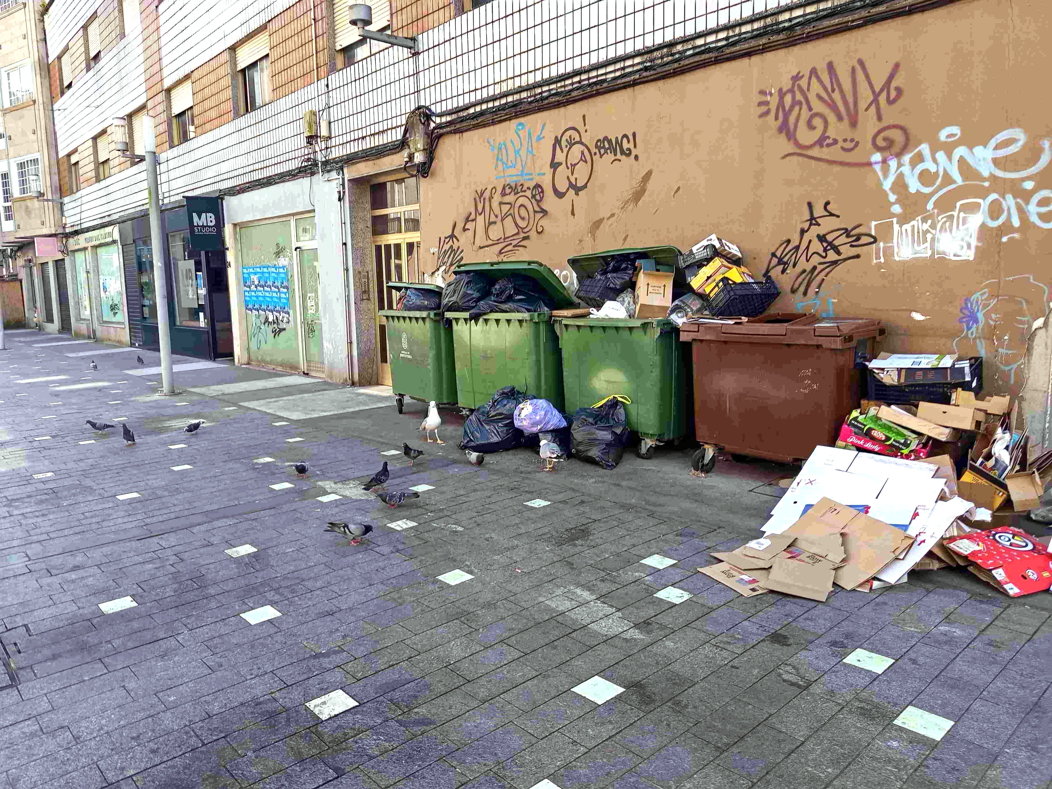 Gaivotas e pombas xunto aos depósitos de lixo en Virxe do Camiño