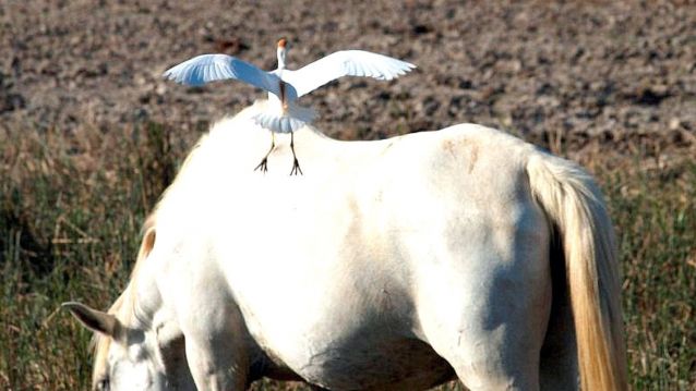 Garza boieira aterrando no lombo dun cabalo en Doñana Garza boieira aterrando no lombo dun cabalo en Doñana
