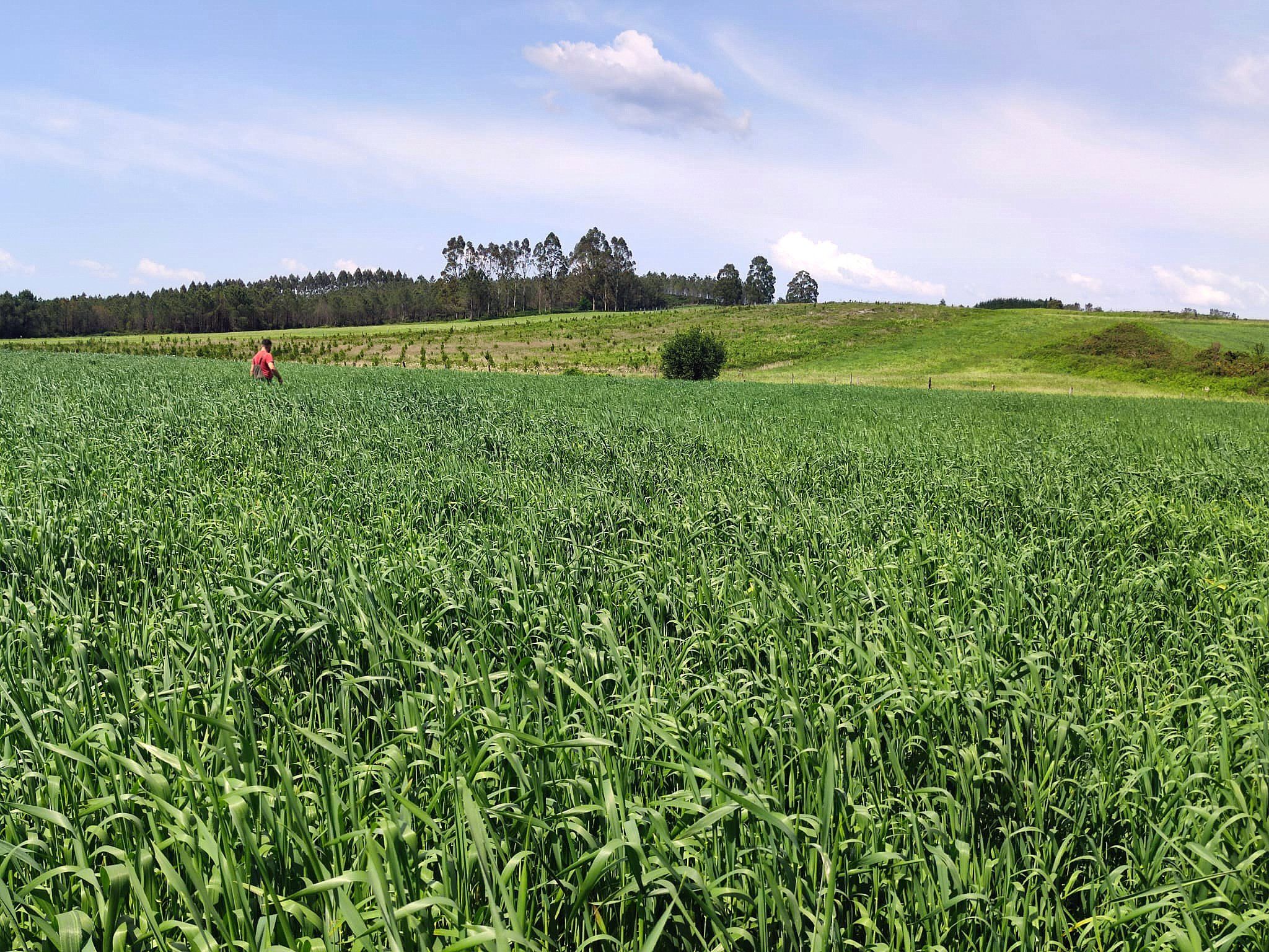 Plantación de trigo autóctonode Panadería Acuña