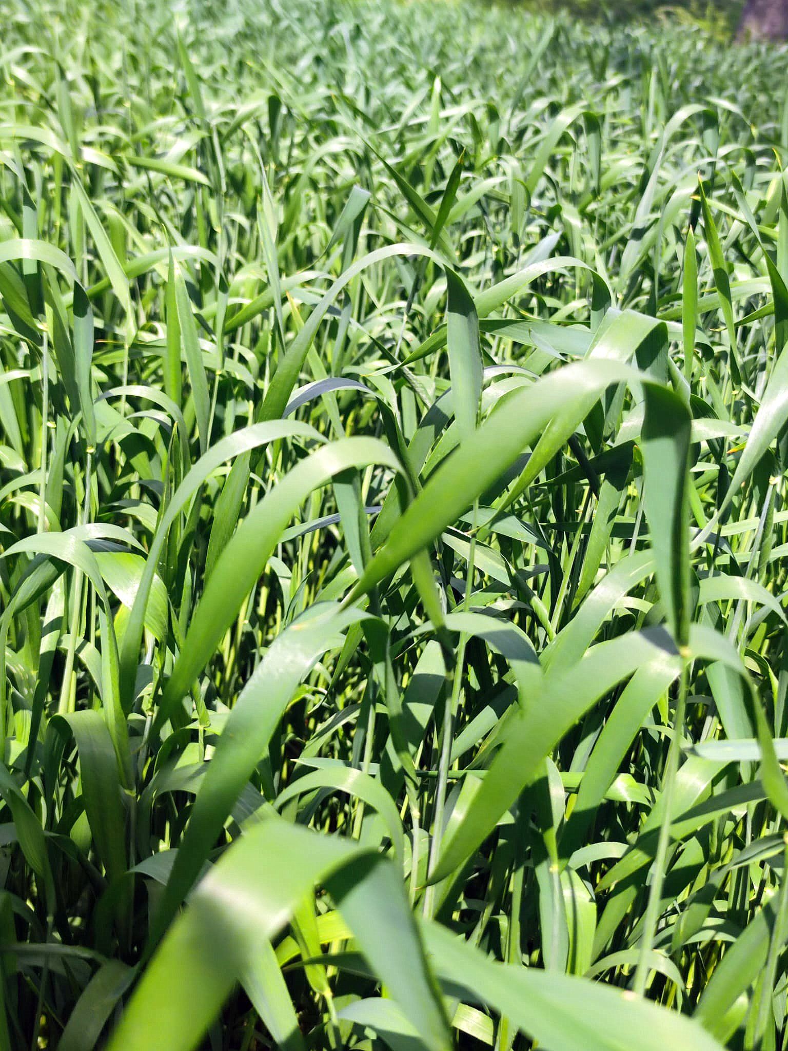 Plantación de trigo autóctono Caaveiro de Panadería Acuña